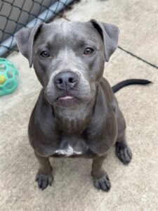 Flicka, adoptable American Pit Bull Terrier at Chicago Animal Care and Control
