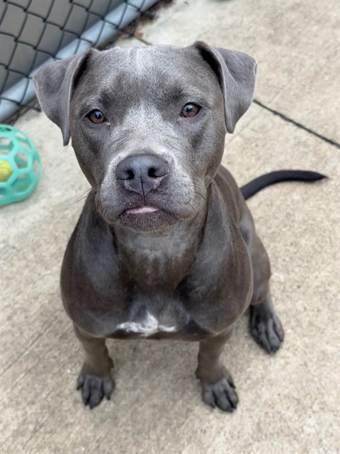 Flicka at Chicago Animal Care and Control — photo 1