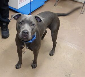 Flicka, adoptable American Pit Bull Terrier at Chicago Animal Care and Control