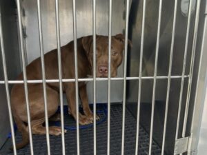 Karma, adoptable American Pit Bull Terrier at Chicago Animal Care and Control