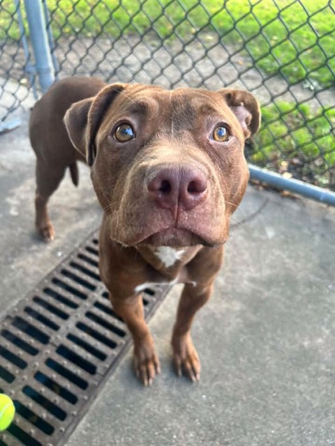 Margie, adoptable American Pit Bull Terrier at Chicago Animal Care and Control