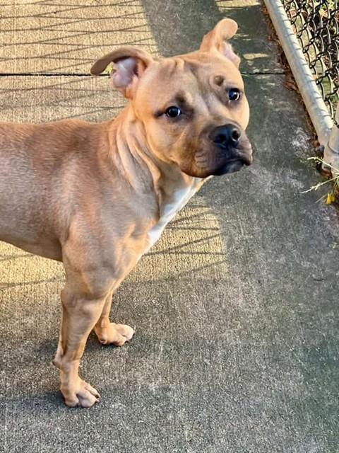 Veer, adoptable American Pit Bull Terrier at Chicago Animal Care and Control