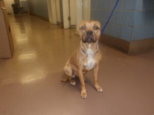 Veer, adoptable American Pit Bull Terrier at Chicago Animal Care and Control