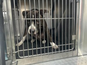 Gabriel, adoptable American Pit Bull Terrier at Chicago Animal Care and Control