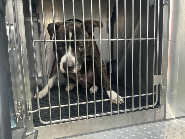 Gabriel at Chicago Animal Care and Control