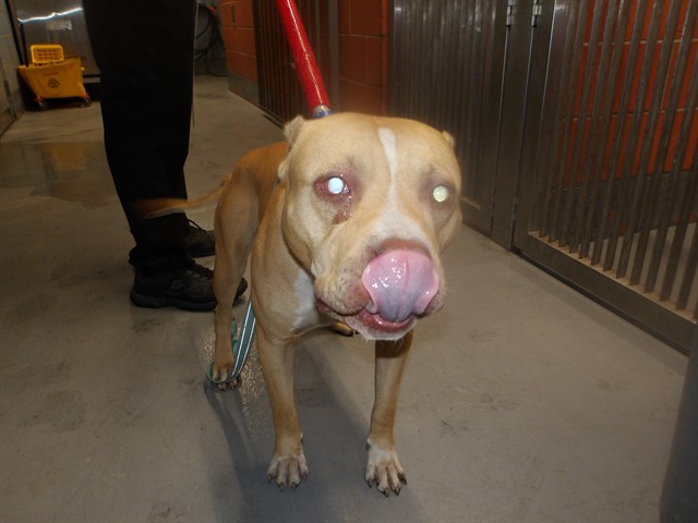 American Pit Bull Terrier at Chicago Animal Care and Control