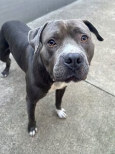 Argos, adoptable American Pit Bull Terrier at Chicago Animal Care and Control