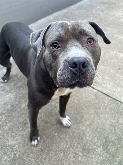 Argos at Chicago Animal Care and Control