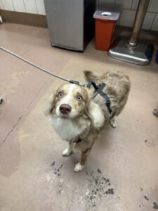 Shiloh, adoptable Australian Shepherd at Chicago Animal Care and Control