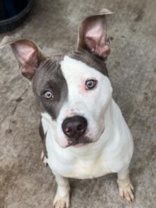 Rex, adoptable American Pit Bull Terrier at Chicago Animal Care and Control