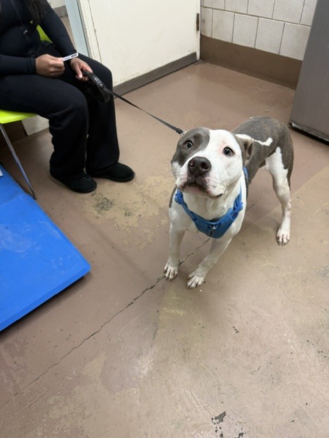 Rex at Chicago Animal Care and Control