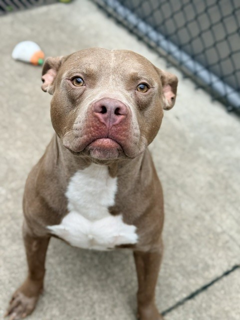 Cheddarwurst, adoptable American Pit Bull Terrier at Chicago Animal Care and Control