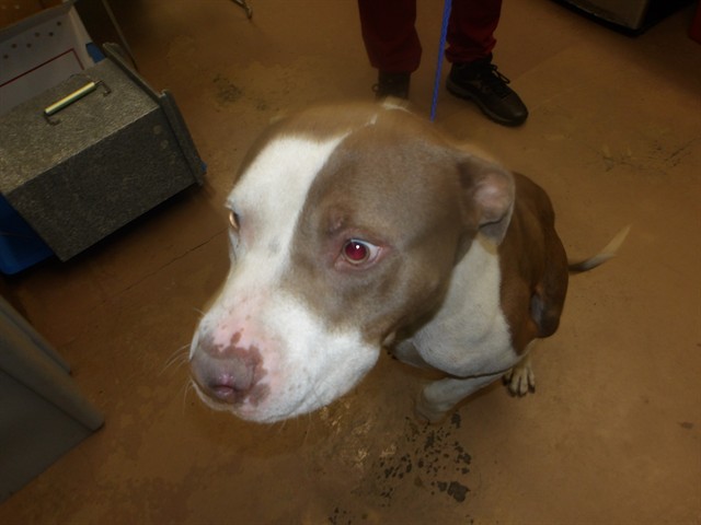 American Pit Bull Terrier at Chicago Animal Care and Control