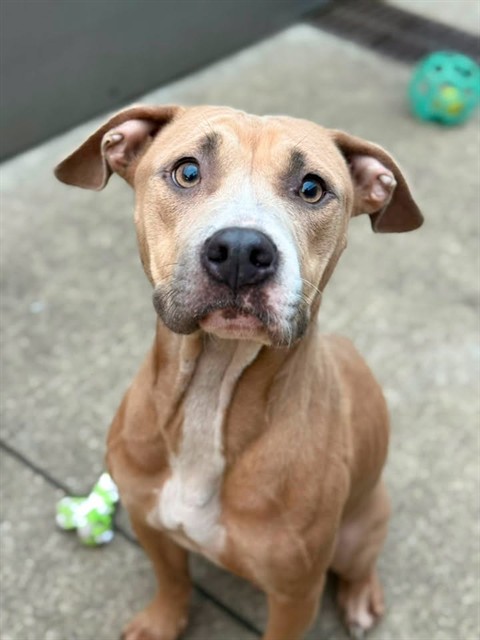 Topeka, adoptable American Pit Bull Terrier at Chicago Animal Care and Control