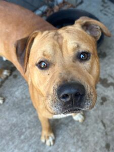 Corduroy, adoptable American Pit Bull Terrier at Chicago Animal Care and Control