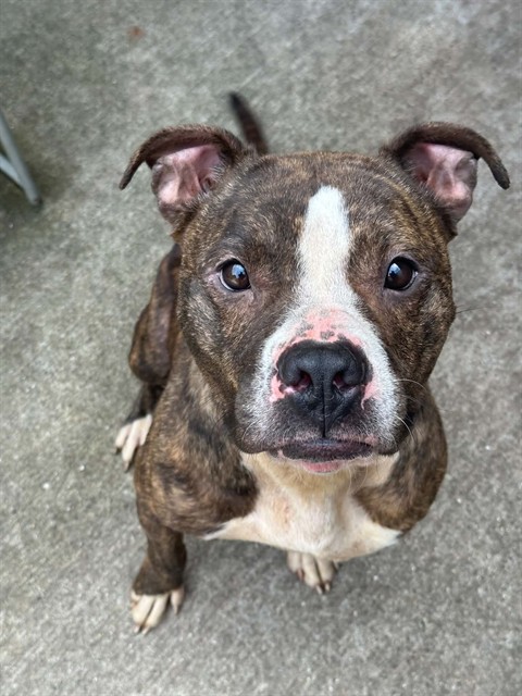 Winifred, adoptable American Pit Bull Terrier at Chicago Animal Care and Control