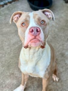 Slime, adoptable American Pit Bull Terrier at Chicago Animal Care and Control