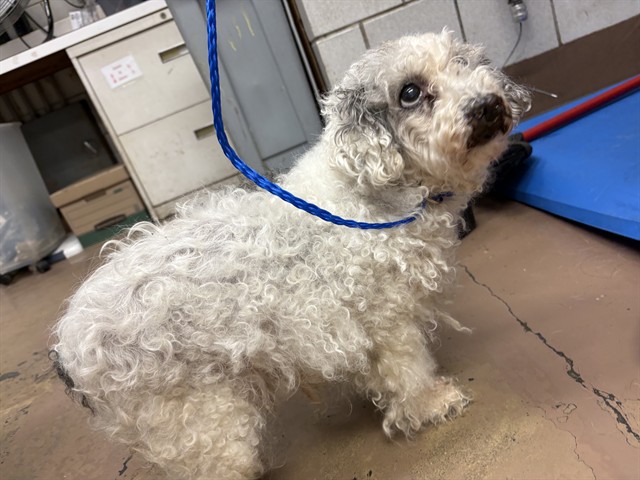 Minnie at Chicago Animal Care and Control