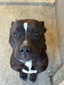Canopy, adoptable American Pit Bull Terrier at Chicago Animal Care and Control