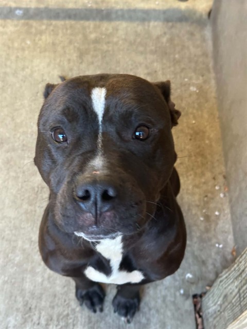 Canopy at Chicago Animal Care and Control