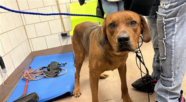 Dog A321587 at Chicago Animal Care and Control