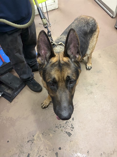 Chapo, adoptable German Shepherd Dog at Chicago Animal Care and Control