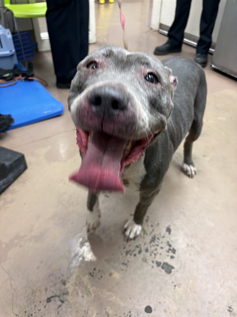 Roxy at Chicago Animal Care and Control
