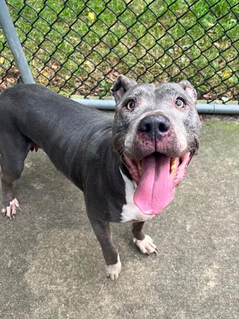 Roxie, adoptable American Pit Bull Terrier at Chicago Animal Care and Control