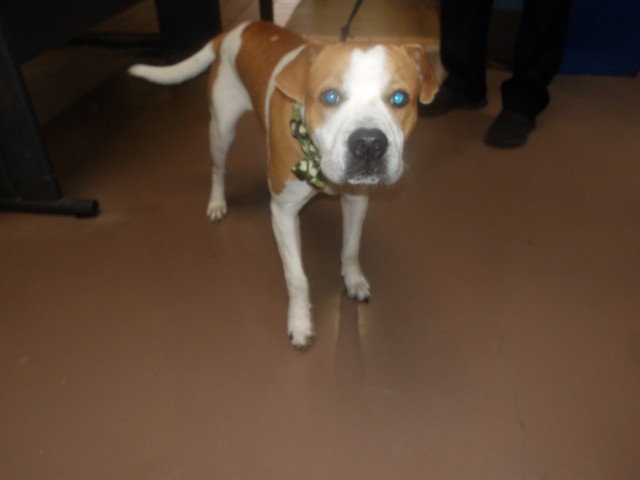 Dog A321612 at Chicago Animal Care and Control