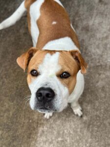 Spunky, adoptable dog at Chicago Animal Care and Control