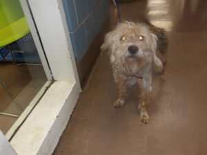 Ms, adoptable dog at Chicago Animal Care and Control