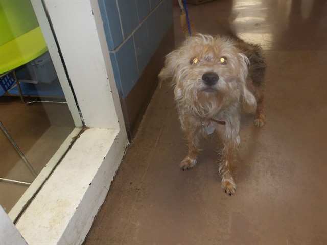 Ms at Chicago Animal Care and Control