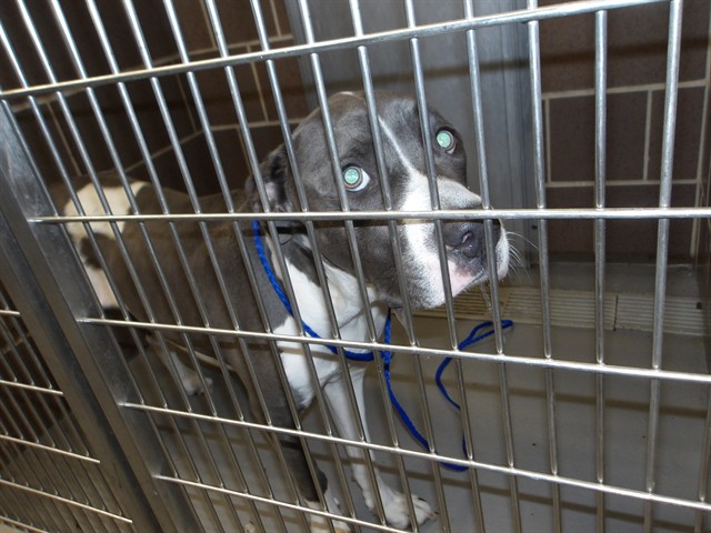 Yaya at Chicago Animal Care and Control