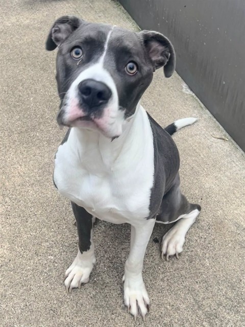 Orlena, adoptable American Pit Bull Terrier at Chicago Animal Care and Control