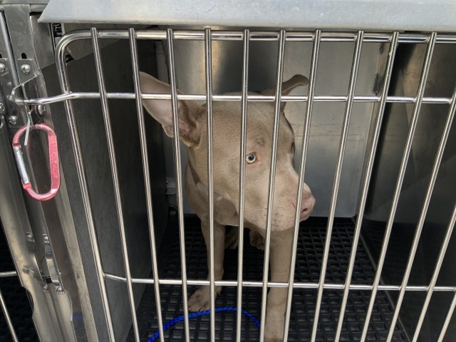 American Pit Bull Terrier at Chicago Animal Care and Control