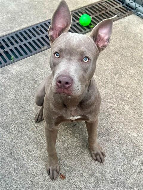 Alina, adoptable American Pit Bull Terrier at Chicago Animal Care and Control