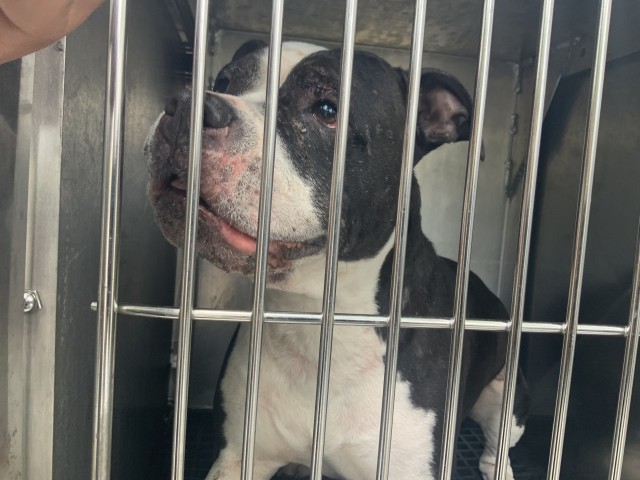 American Pit Bull Terrier at Chicago Animal Care and Control