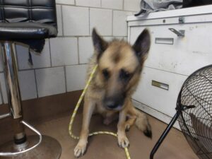 Bubba, adoptable German Shepherd Dog at Chicago Animal Care and Control