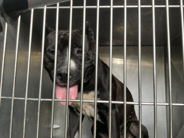American Pit Bull Terrier at Chicago Animal Care and Control
