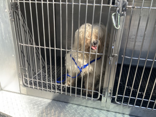 Dog A321624 at Chicago Animal Care and Control