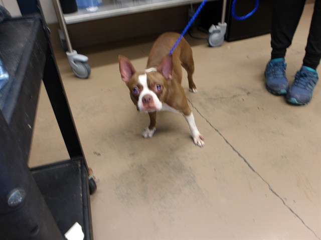 Boston Terrier at Chicago Animal Care and Control