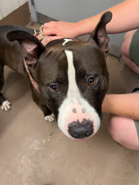 American Pit Bull Terrier at Chicago Animal Care and Control