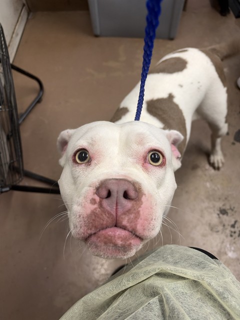 American Pit Bull Terrier at Chicago Animal Care and Control