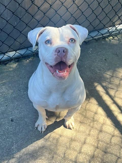 Jayla, adoptable American Pit Bull Terrier at Chicago Animal Care and Control