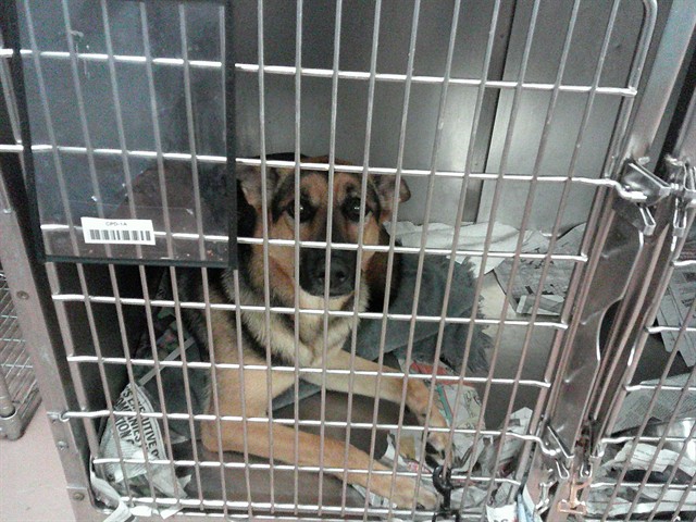 Gidget at Chicago Animal Care and Control