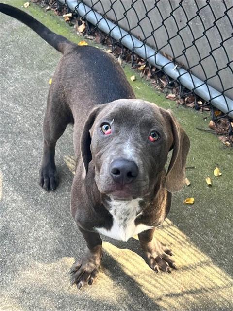 Ferdinand, adoptable Cane Corso at Chicago Animal Care and Control