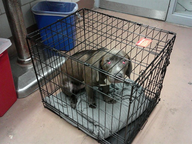Cane Corso at Chicago Animal Care and Control