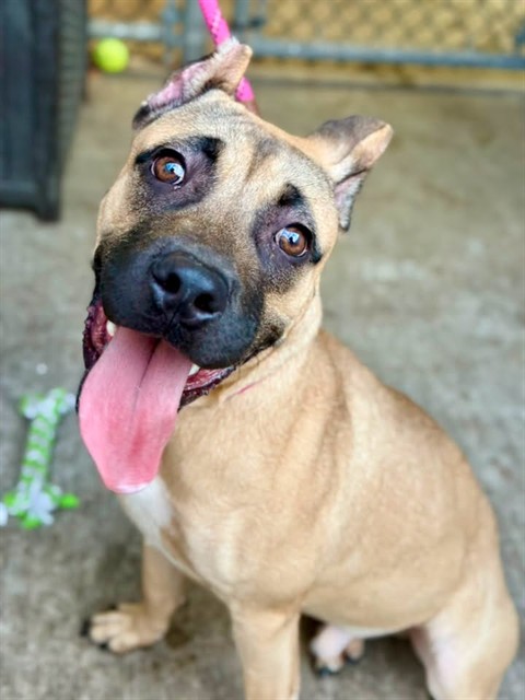 Batty, adoptable Cane Corso at Chicago Animal Care and Control