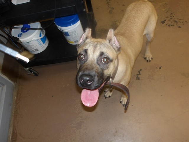 Cane Corso at Chicago Animal Care and Control