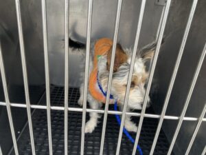 Louie, adoptable dog at Chicago Animal Care and Control